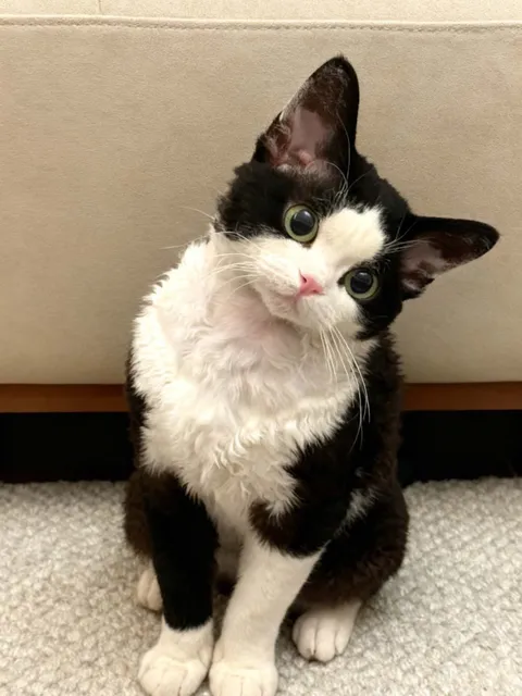 猫猫 · 卷毛猫 原照片