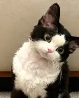 东方水墨 原照片