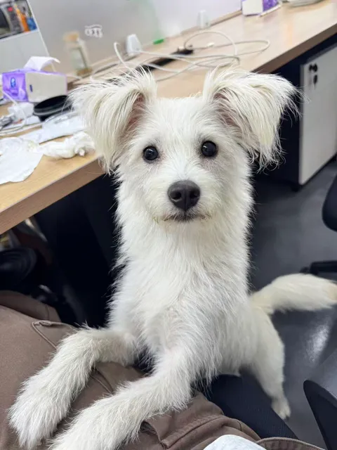 Mini · 小白 原照片