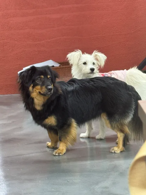 Mini & 小麦 原照片