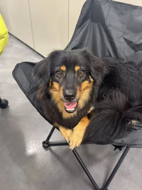 小麦 · 田园犬 原照片